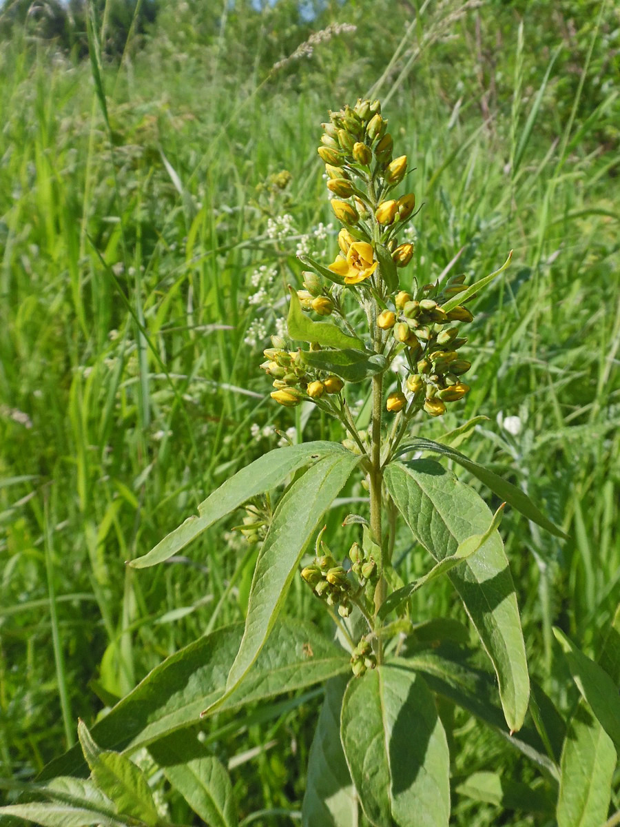 Изображение особи Lysimachia vulgaris.