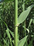 Phragmites altissimus