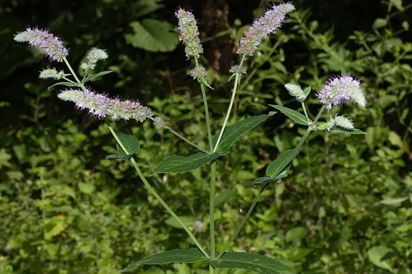 Изображение особи Mentha longifolia.