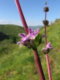 Phlomoides brachystegia. Часть побега с соцветием. Казахстан, Туркестанская (Южно-Казахстанская) обл., Сырдарья-Туркестанский государственный региональный природный парк, Боралдайский филиал, басс. р. Аяк-Сунгу. 18.05.2018.