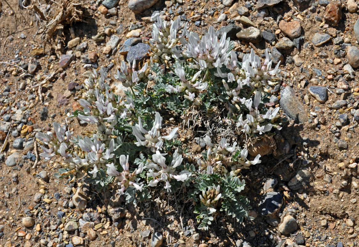 Изображение особи Astragalus dilutus.