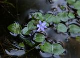 Eichhornia diversifolia