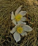 Pulsatilla vernalis