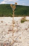 Carlina biebersteinii. Плодоносящее растение. Краснодарский край, Абинский р-н, окр. станицы Шапсугская, мергелевый карьер, на отвале породы. 15.10.2014.