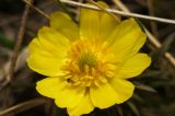 Adonis volgensis