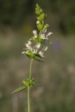 Stachys recta