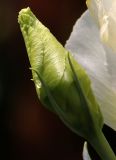 Eustoma grandiflorum