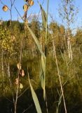 Phragmites australis. Средняя часть растения. Калужская обл., Спас-Деменский р-н, Большое Игнатовское болото, край северо-западного сектора. 09.09.2022.