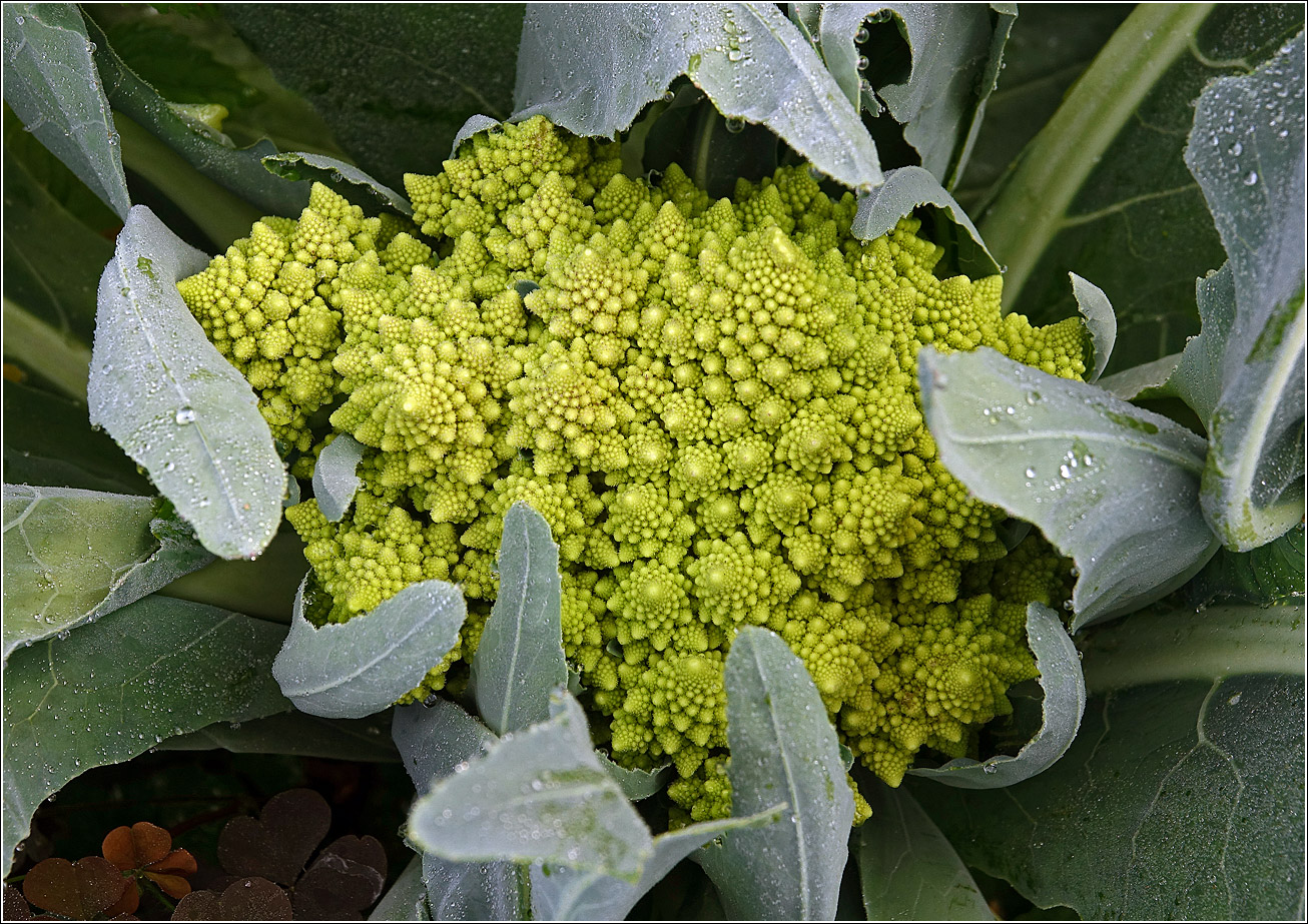 Изображение особи Brassica oleracea var. botrytis.