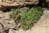 Asplenium ruta-muraria. Растения в расщелинах скалы. Крым, Севастополь, Инкерман, обнажение известняка. 14.11.2023.