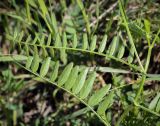 Astragalus danicus. Листья (видна абаксиальная поверхность). Пермский край, г. Пермь, Дзержинский р-н, м-н Акуловский, разнотравный луг за автобусной остановкой. 25.05.2023.