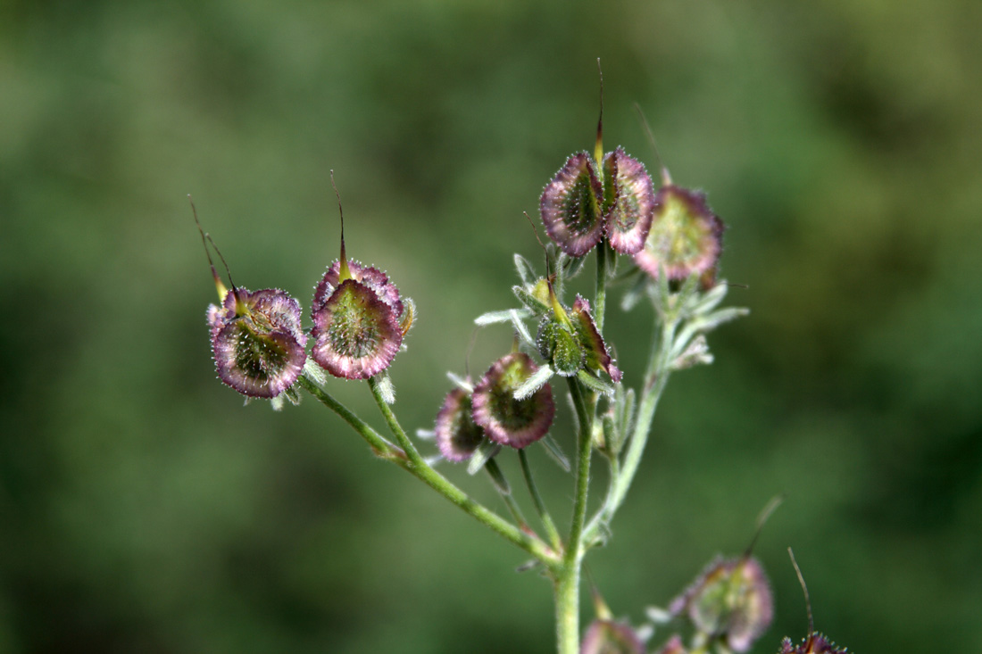 Изображение особи Rindera oblongifolia.