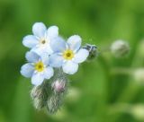 Myosotis arvensis