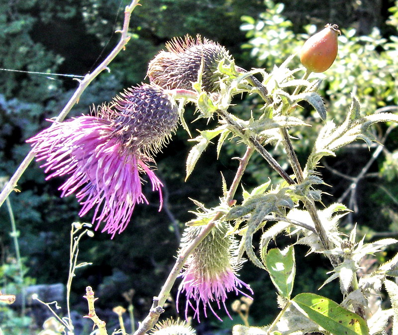 Изображение особи Cirsium gagnidzei.