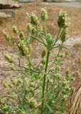 Plantago arenaria. Верхушка цветущего растения. Крым, Ялта, Грузпорт. 11 июля 2011 г.