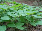 Polygonatum hirtum. Плодоносящие растения. Крым, окрестности Ялты. 26 мая 2012 г.