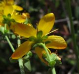 Hypericum pulchrum