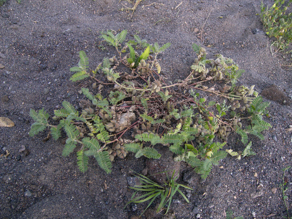 Изображение особи Astragalus tshegemensis.