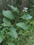 Salix myrsinifolia