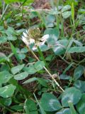 Trifolium repens. Цветущее растение. Краснодарский край, Кущёвский р-н, станица Шкуринская, среди спорыша. 22.05.2009.