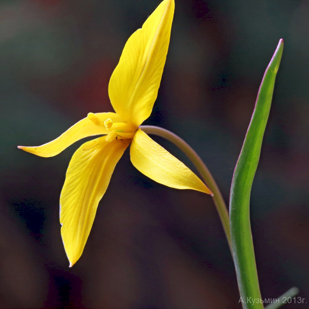 Изображение особи Tulipa biebersteiniana.