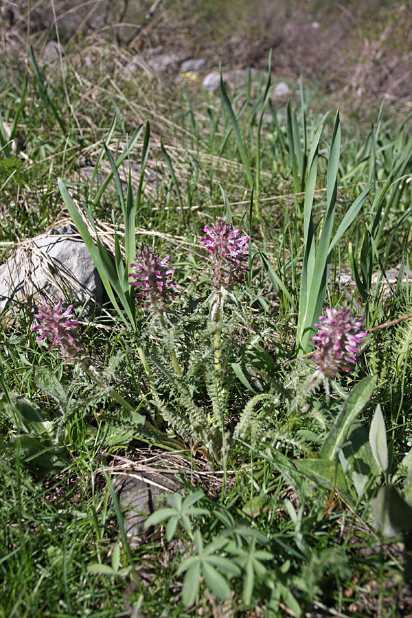 Изображение особи Pedicularis olgae.