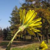 Tragopogon brevirostris