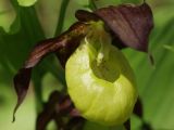 Cypripedium calceolus. Цветок. Московская обл., Талдомский р-н, близ пгт Запрудня. 21.05.2010.