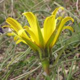 Tragopogon pusillus. Соцветие. Краснодарский край, г. Новороссийск, мыс Шесхарис, приморский склон. 22.03.2014.