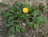 genus Ranunculus