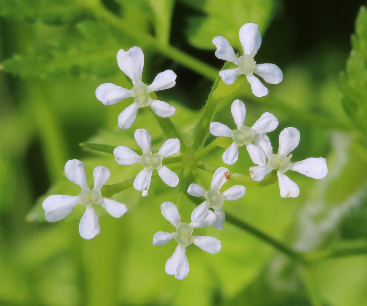 Изображение особи Anthriscus cerefolium.