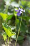 Viola &times; ruprechtiana