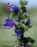 Echium vulgare. Верхушка цветущего растения. Молдова, Оргеевский р-н, с. Ватич, окраина дубово-грабового леса. 19.06.2014.