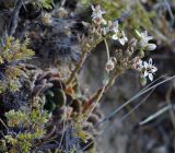 Rosularia platyphylla