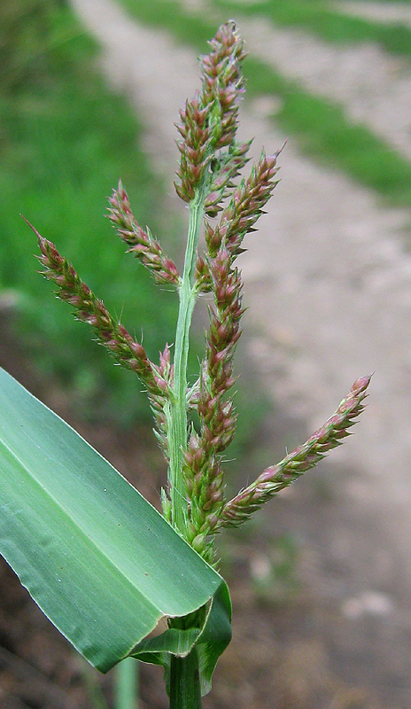 Изображение особи Echinochloa crus-galli.