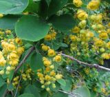 Berberis vulgaris. Соцветия и листья. Санкт-Петербург, Петергоф, парк \"Александрия\", берег Финского залива. 31.05.2014.