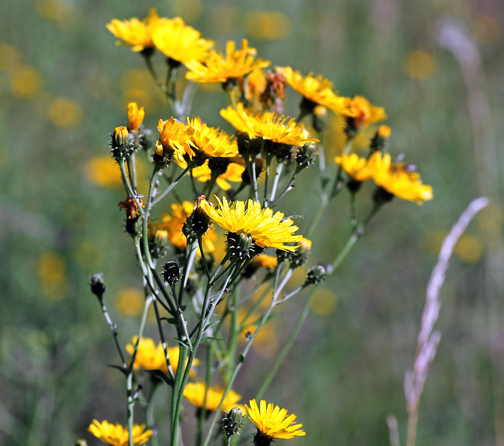 Изображение особи Hieracium umbellatum.