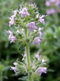 Thymus lavrenkoanus