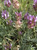 Astragalus pseudonobilis. Цветущее растение. Южный Казахстан, предгорья хр. Боролдайтау. 03.05.2007.