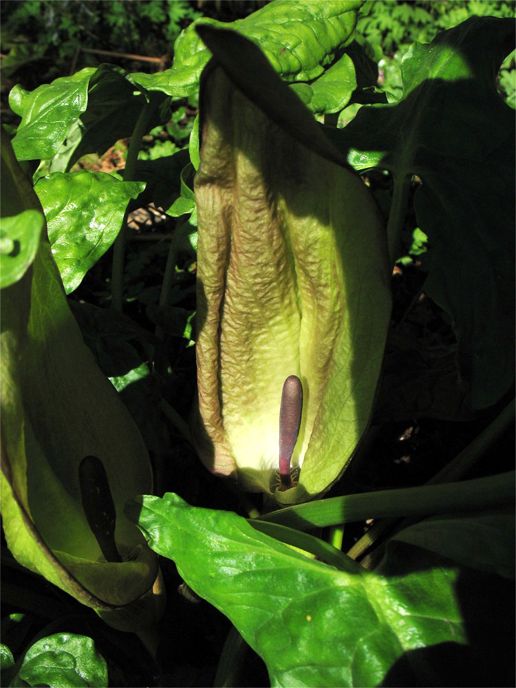 Изображение особи Arum maculatum.