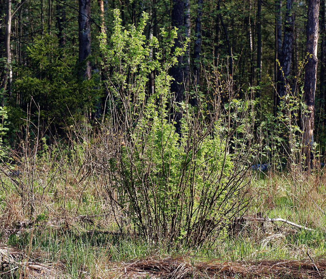 Изображение особи Caragana arborescens.