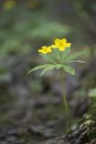 Anemone ranunculoides