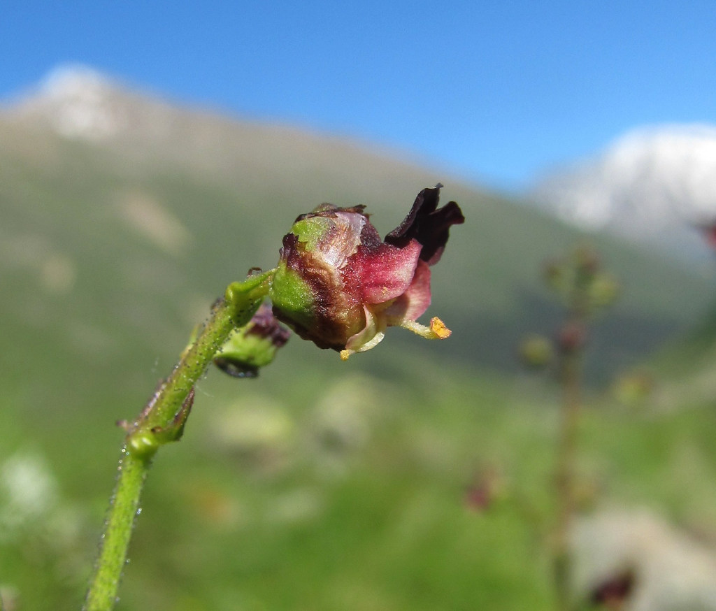 Изображение особи Scrophularia olympica.