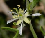 Tetraena dumosa