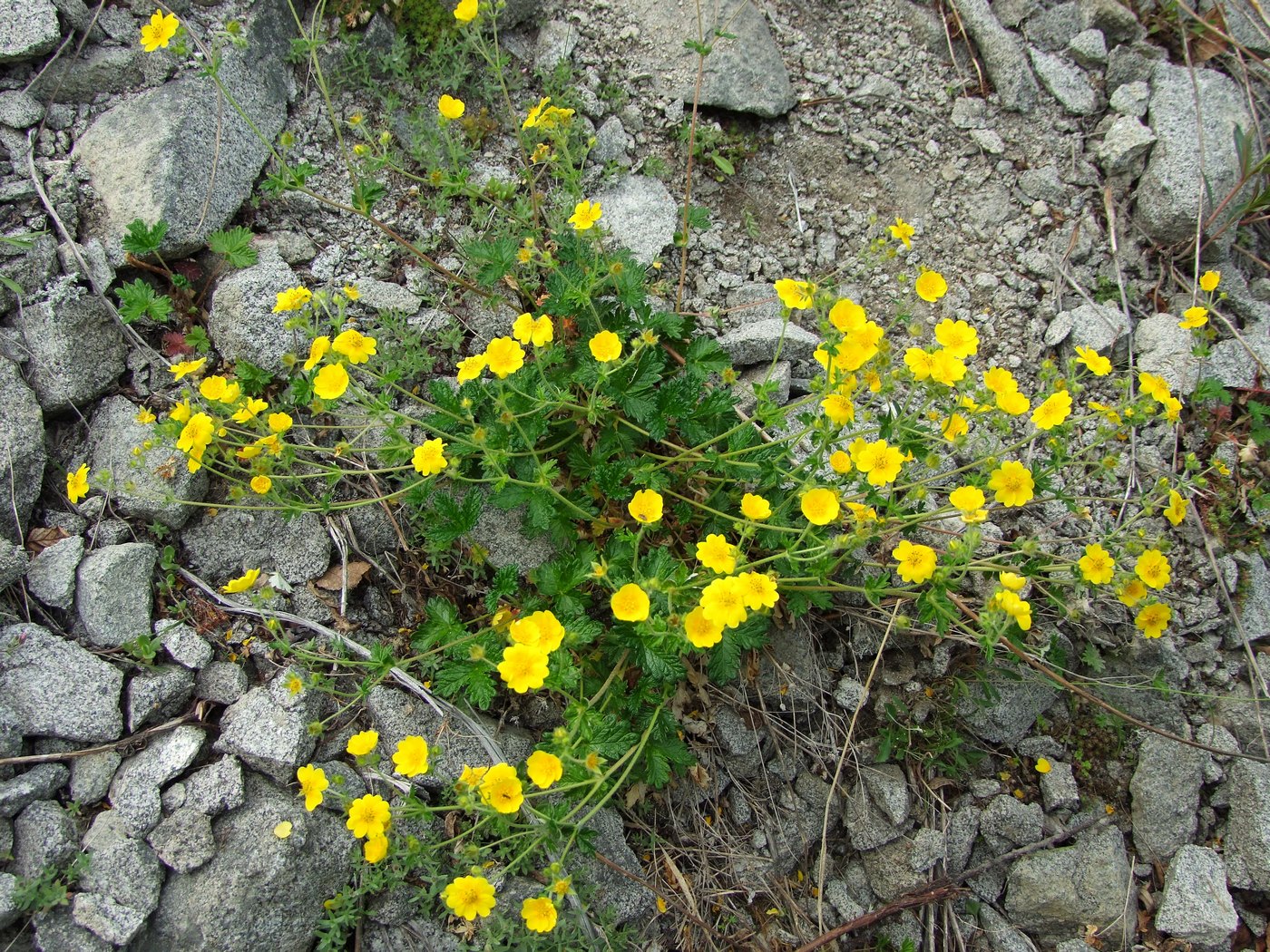 Image of Potentilla rupifraga specimen.