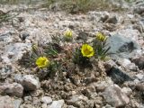 Potentilla biflora. Цветущее растение. Казахстан, Сев. Тянь-Шань, Заилийский Алатау в окр. г. Алматы, Большое Алматинское ущ., р-н Космостанции, 3350 м н.у.м., каменистый гребень. 15 июня 2017 г.