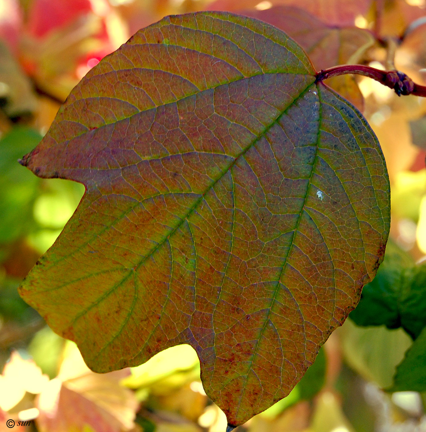 Изображение особи Viburnum opulus.