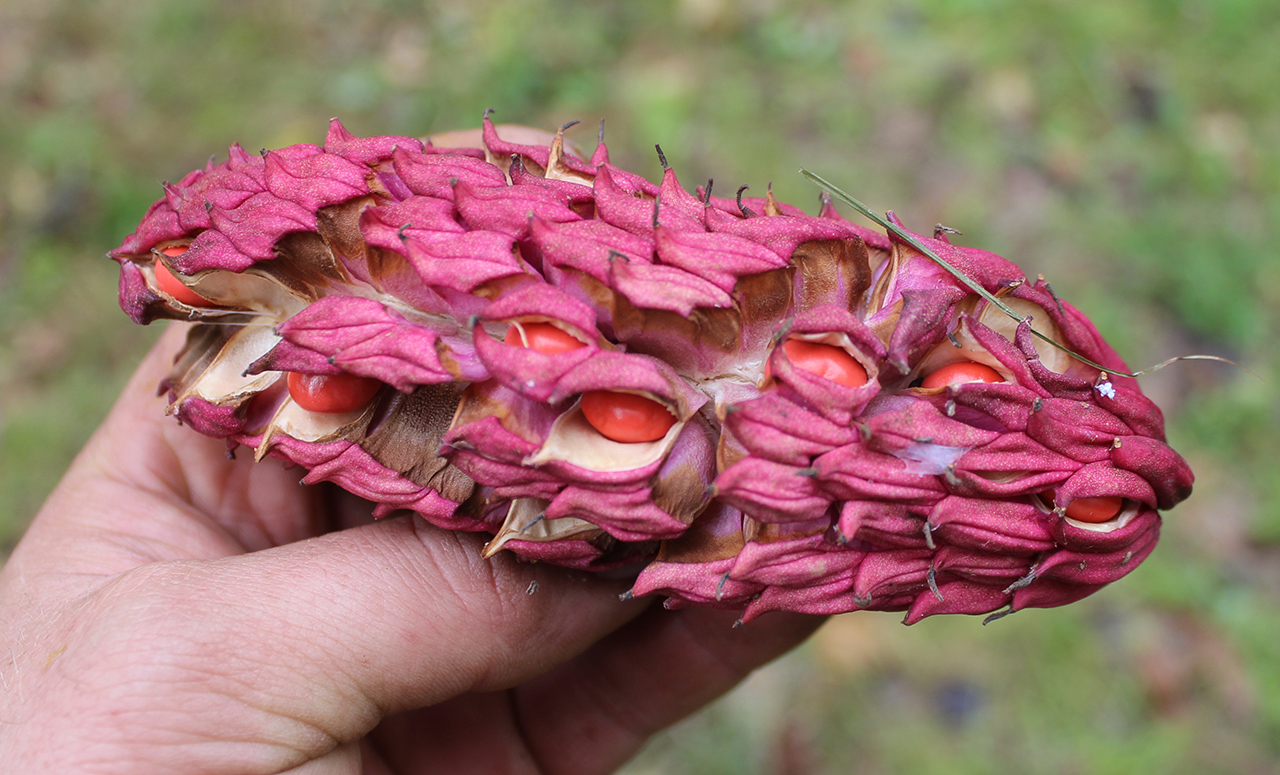 Изображение особи Magnolia hypoleuca.