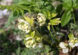 Helleborus caucasicus