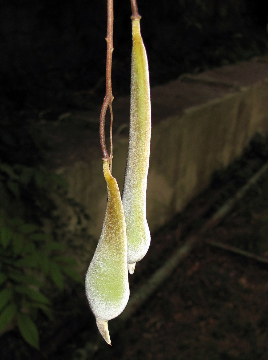 Изображение особи Wisteria sinensis.